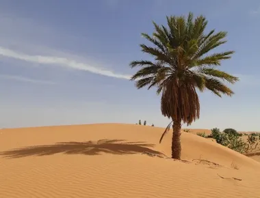 ديوان شعر القاضي محمد صالح بن عبد الوهاب الناصري