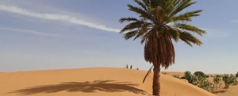 ديوان شعر القاضي محمد صالح بن عبد الوهاب الناصري
